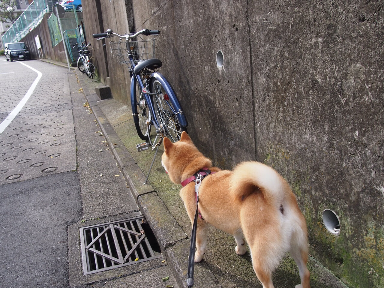 冰雪项目热度不减南方参与率攀升，冰雪项目有什么
