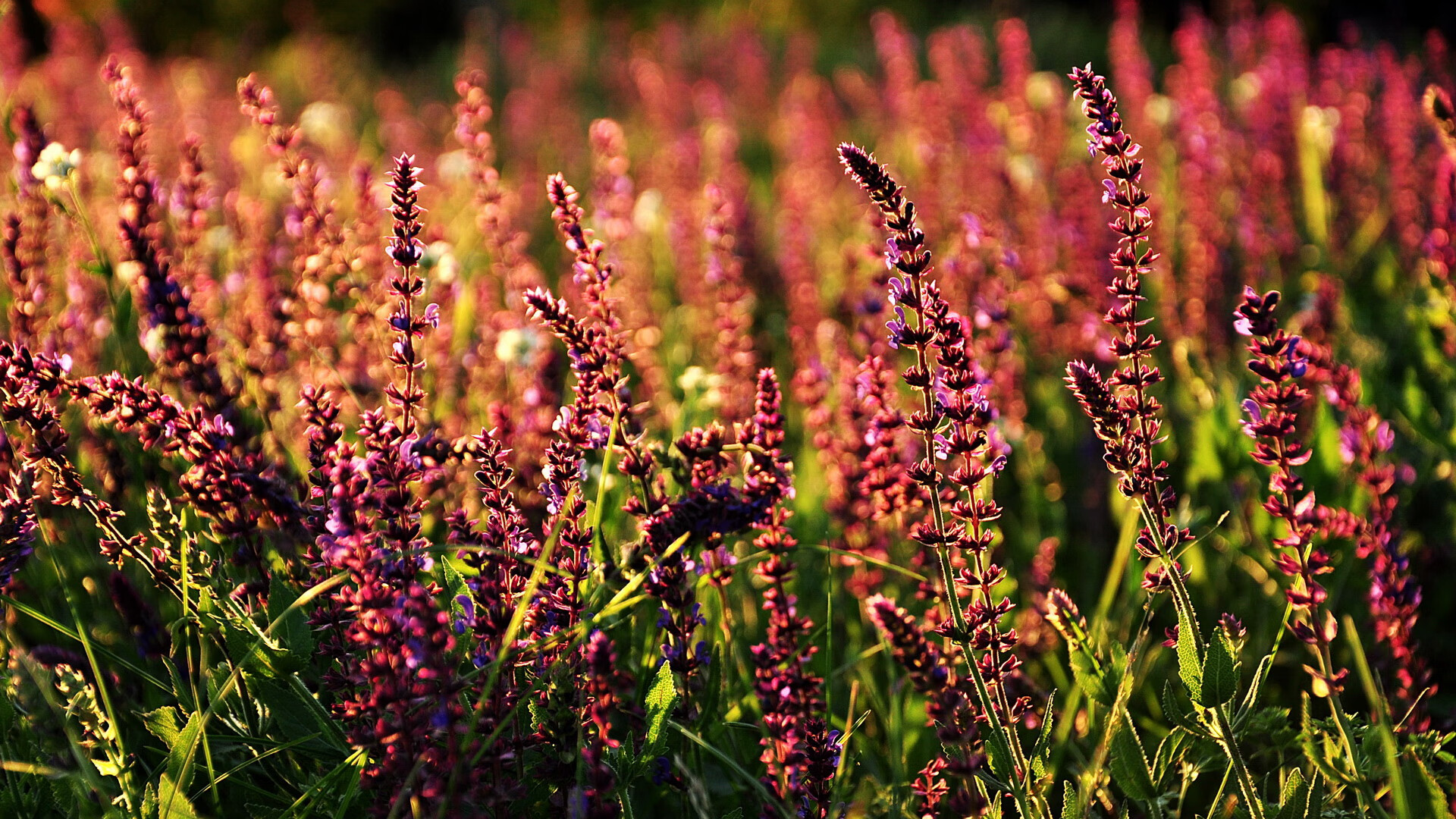 冲刺阶段划频提升率对比，如何提升冲刺频率