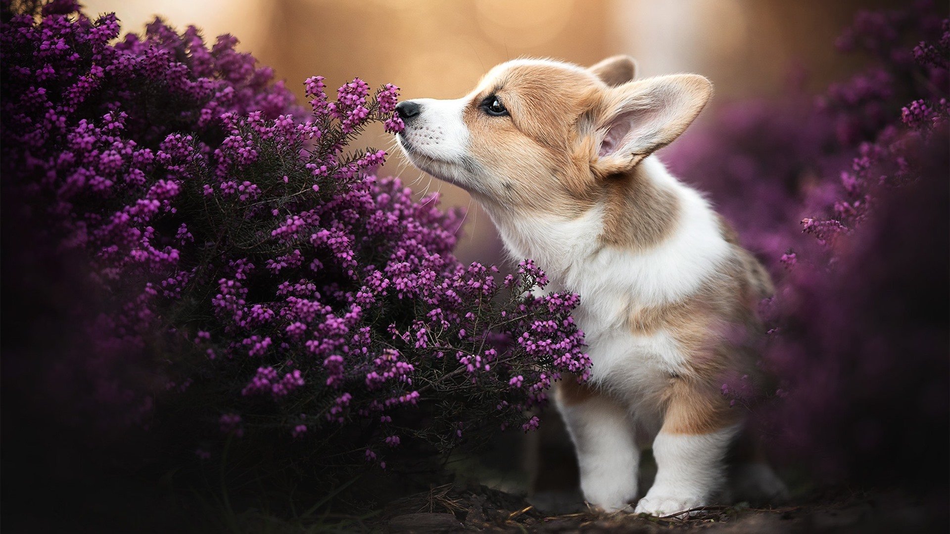 中国足球青训标准化测试涵盖技能体能心理三维,足球青训梯队试训