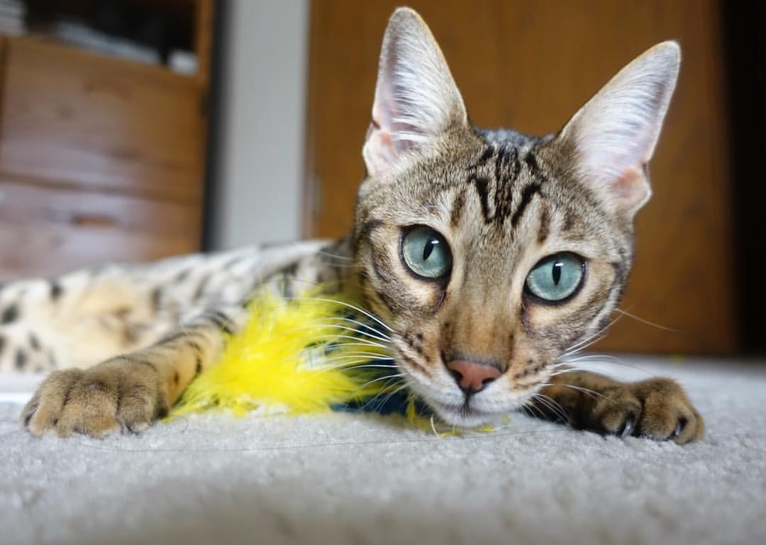 水球防守端希腊铁壁不破，男子水球希腊